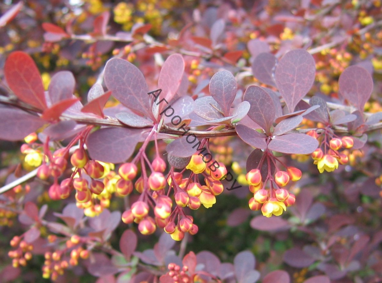 Барбарис Зибольда