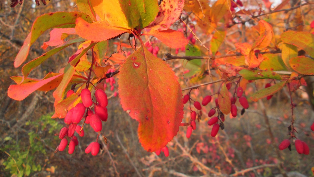 Барбарис и облепиха