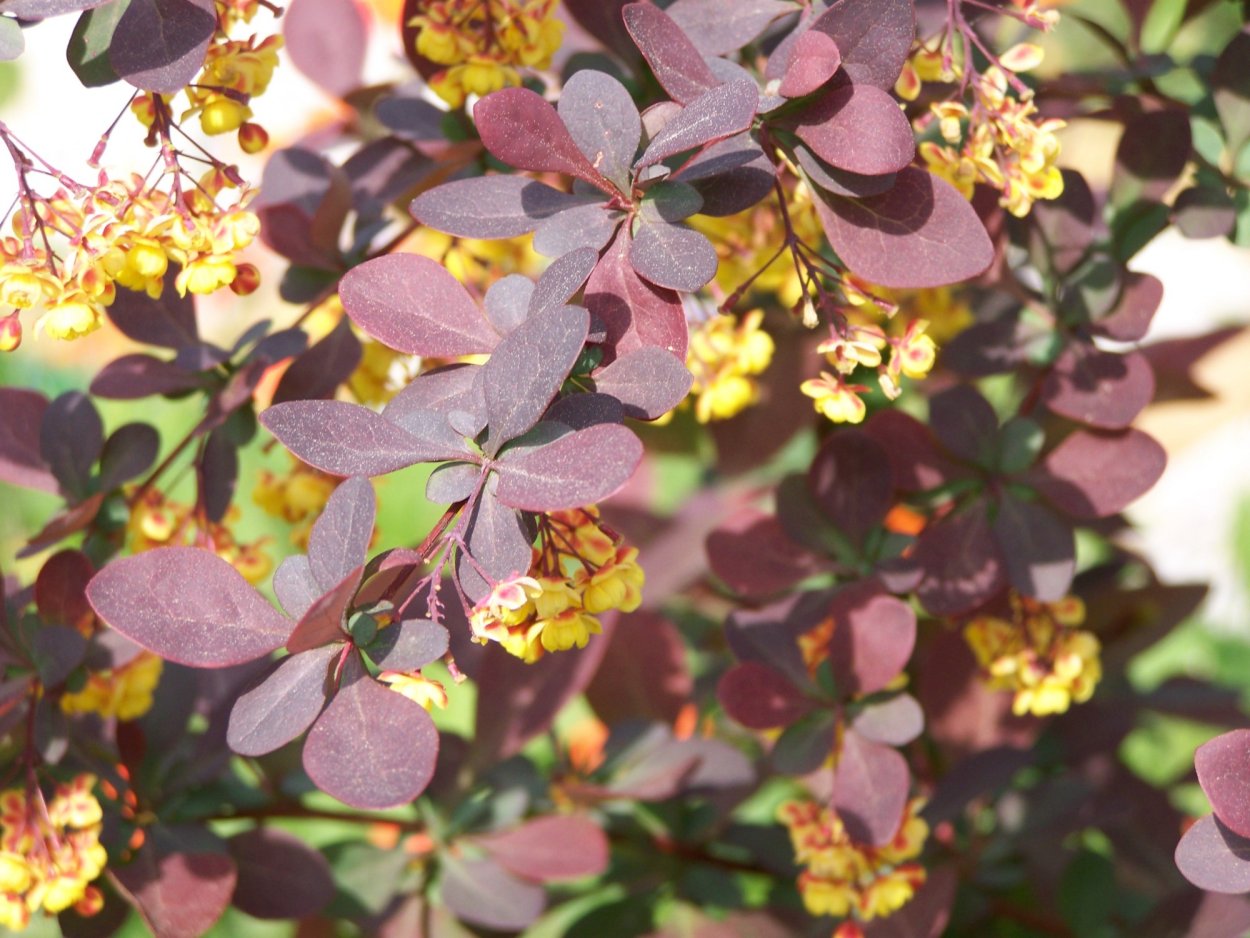 Барбарис Тунберга обыкновенный
