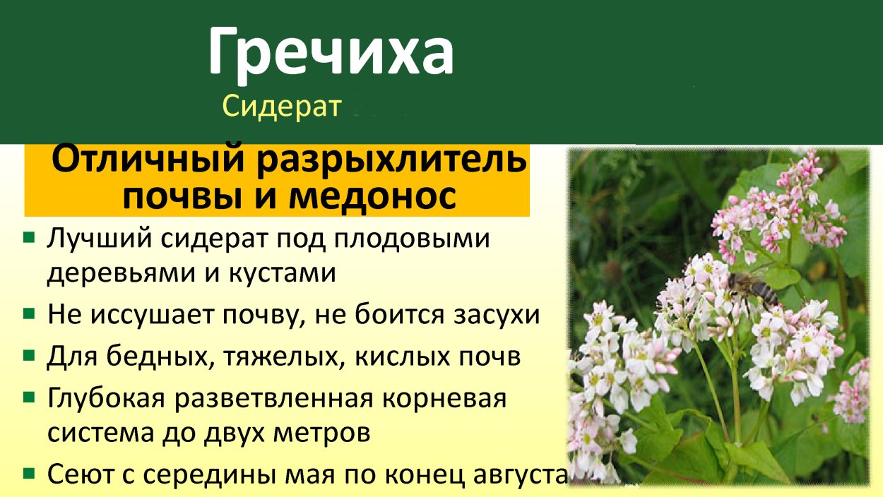 Гречиха красностебельная