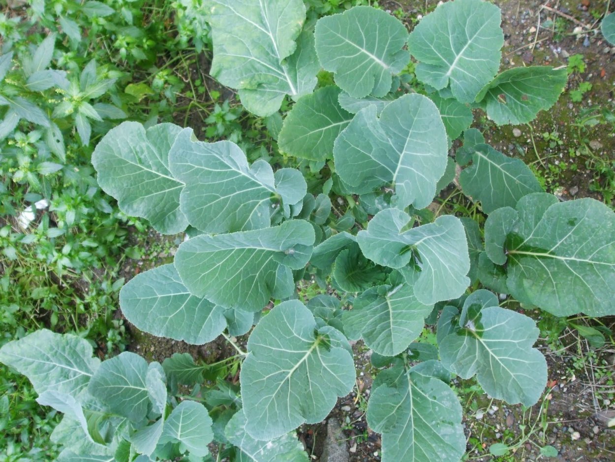 Лиственная капуста Лахана