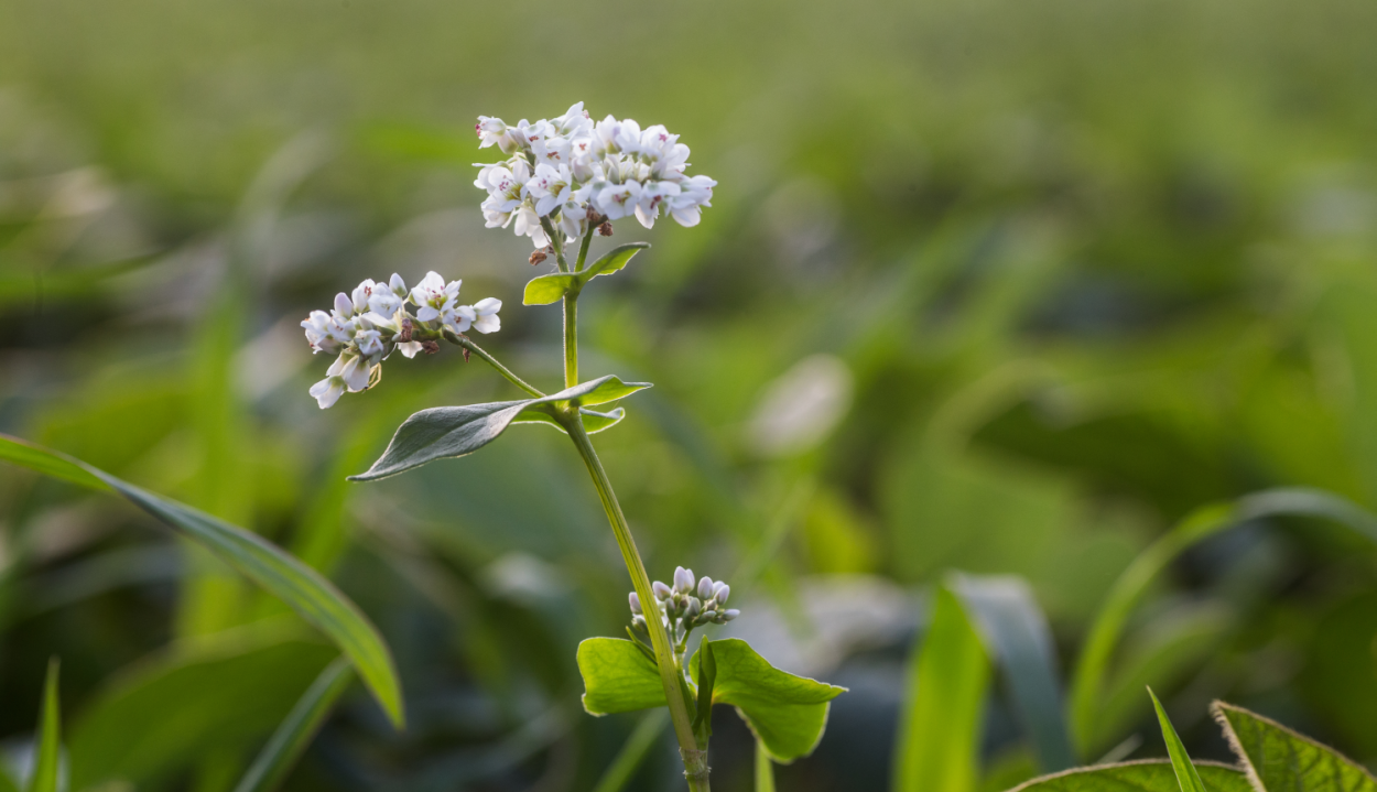 Цветущие поля гречихи сверху