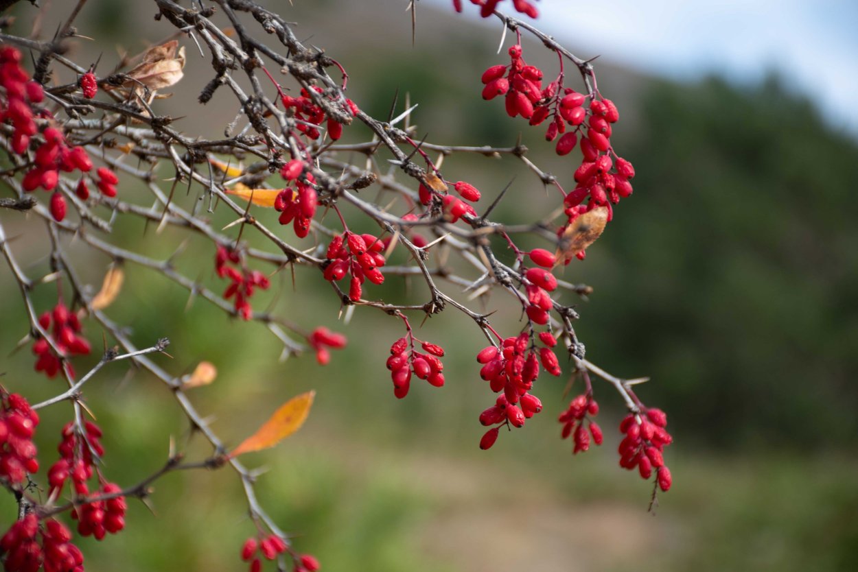 Самые красивые кустарники осенью