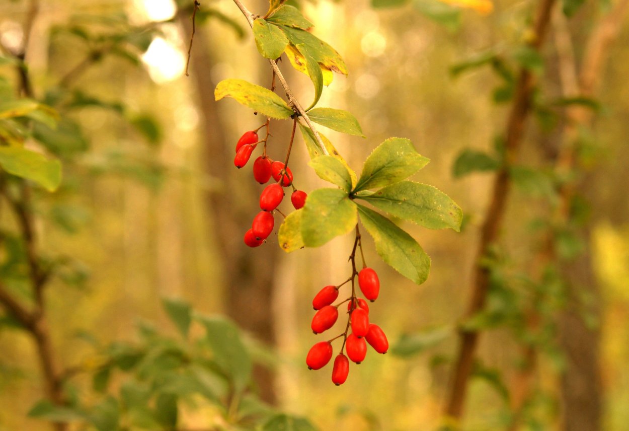 Спелый Барбарис
