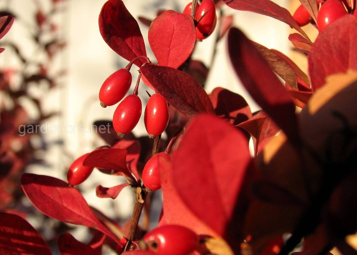 Барбарис оттавский auricoma