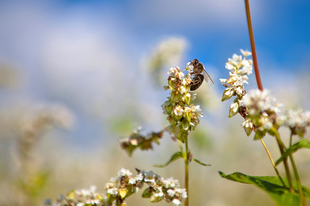 Цвет гречихи