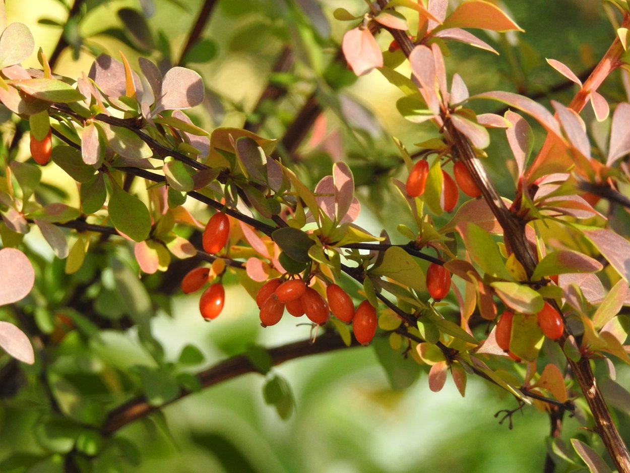 Барбарис продолговатый Berberis oblonga