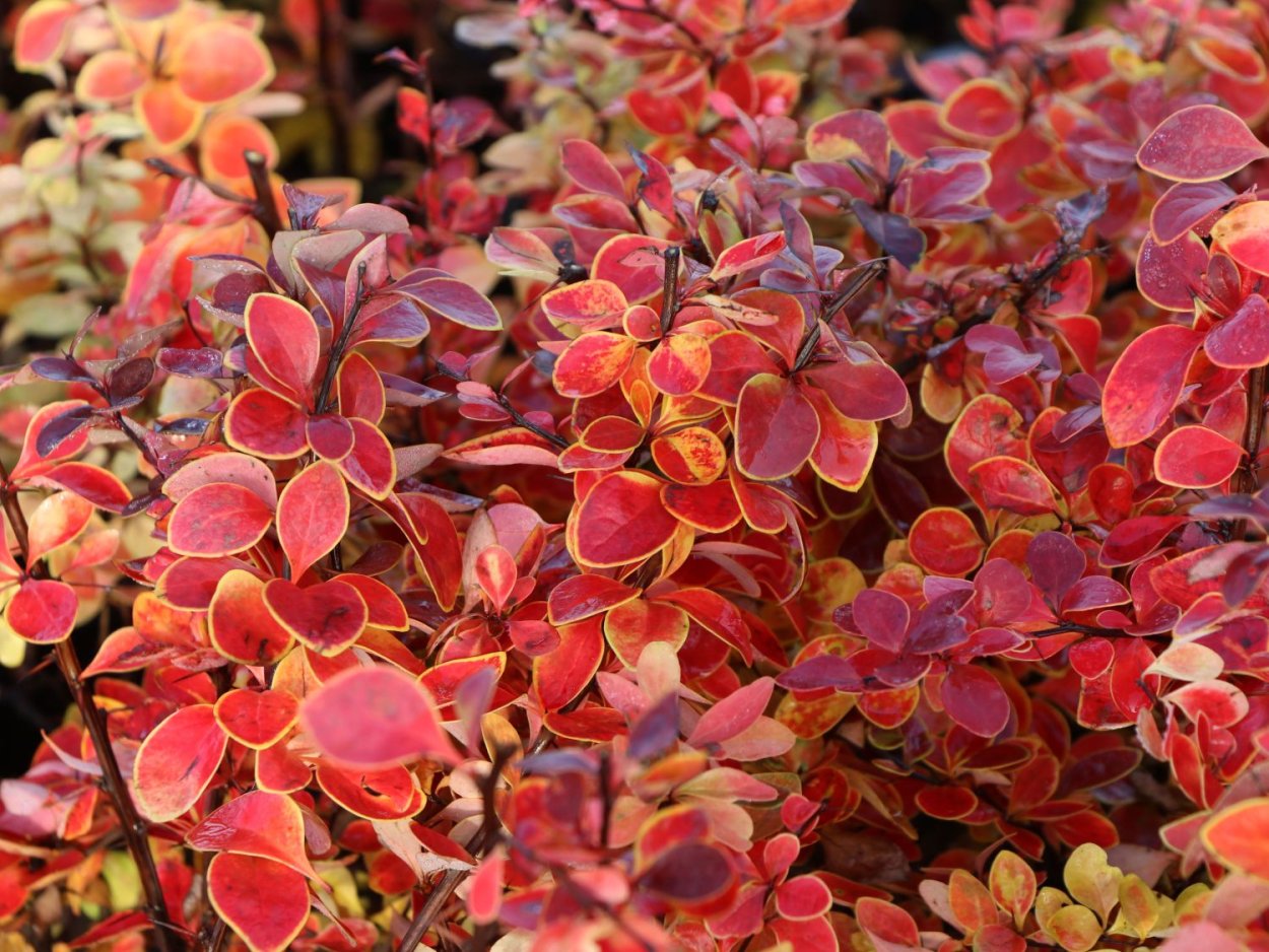 Барбарис darwinii