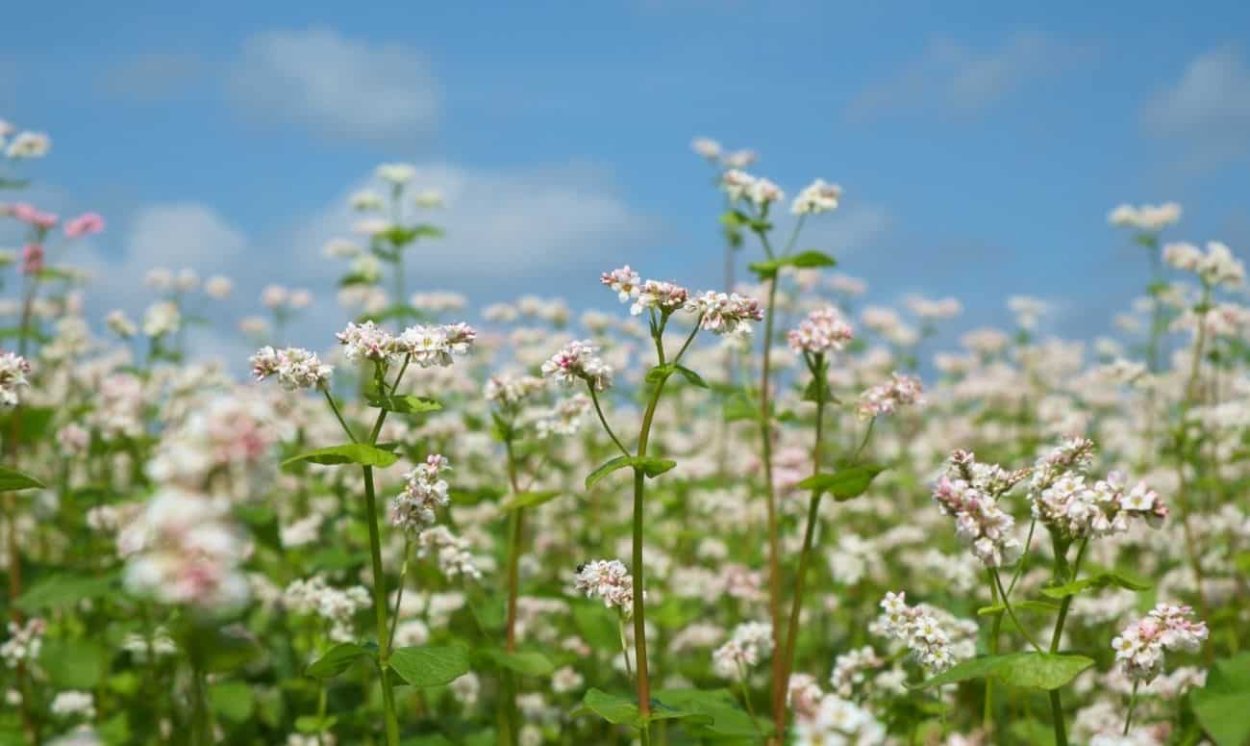 Алтай цветет гречиха