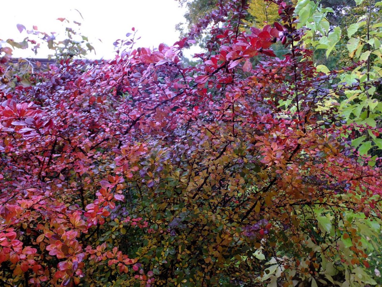 Барбарис Сибирский куст