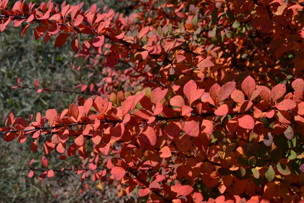 Барбарис Тунберга Амурский