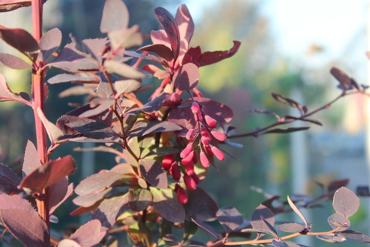 Барбарис Цветущий куст