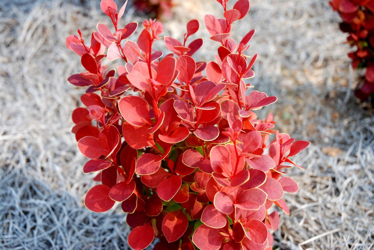 Барбарис darwini compacta