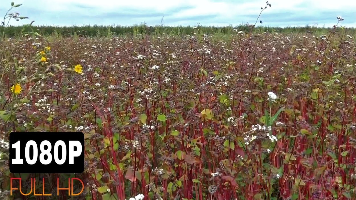 Гречиха растение на белом фоне