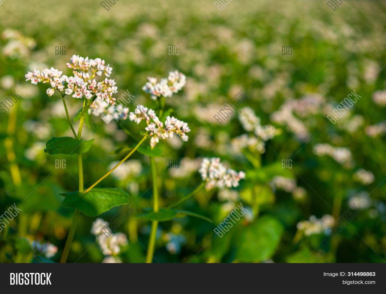 Flowers with Route 2022