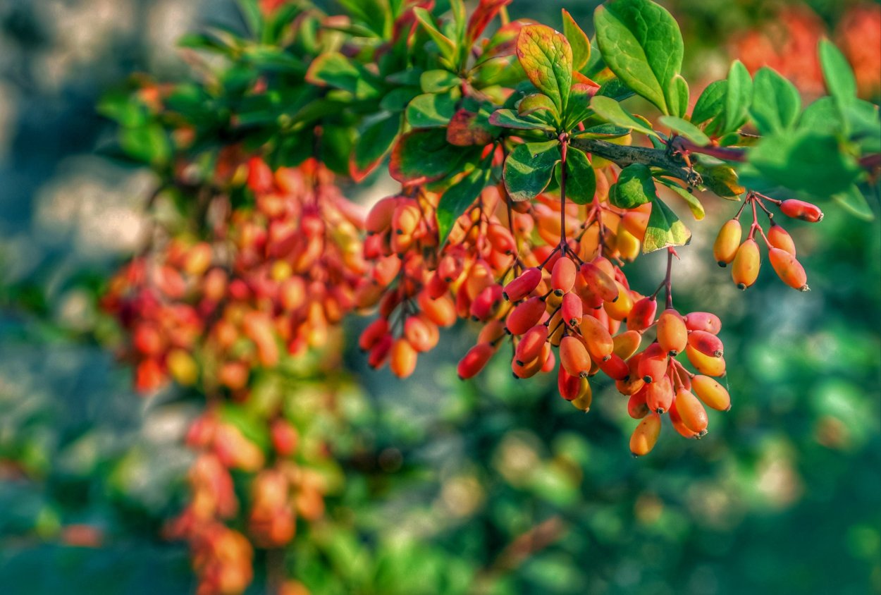 Краснолистник куст