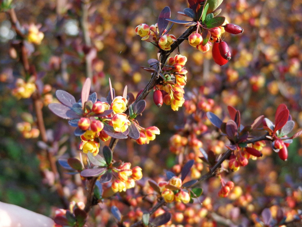 Барбарис Barberry