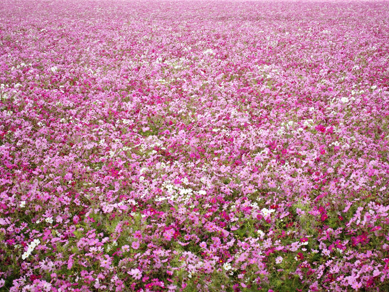 Гречиха цветы желтые