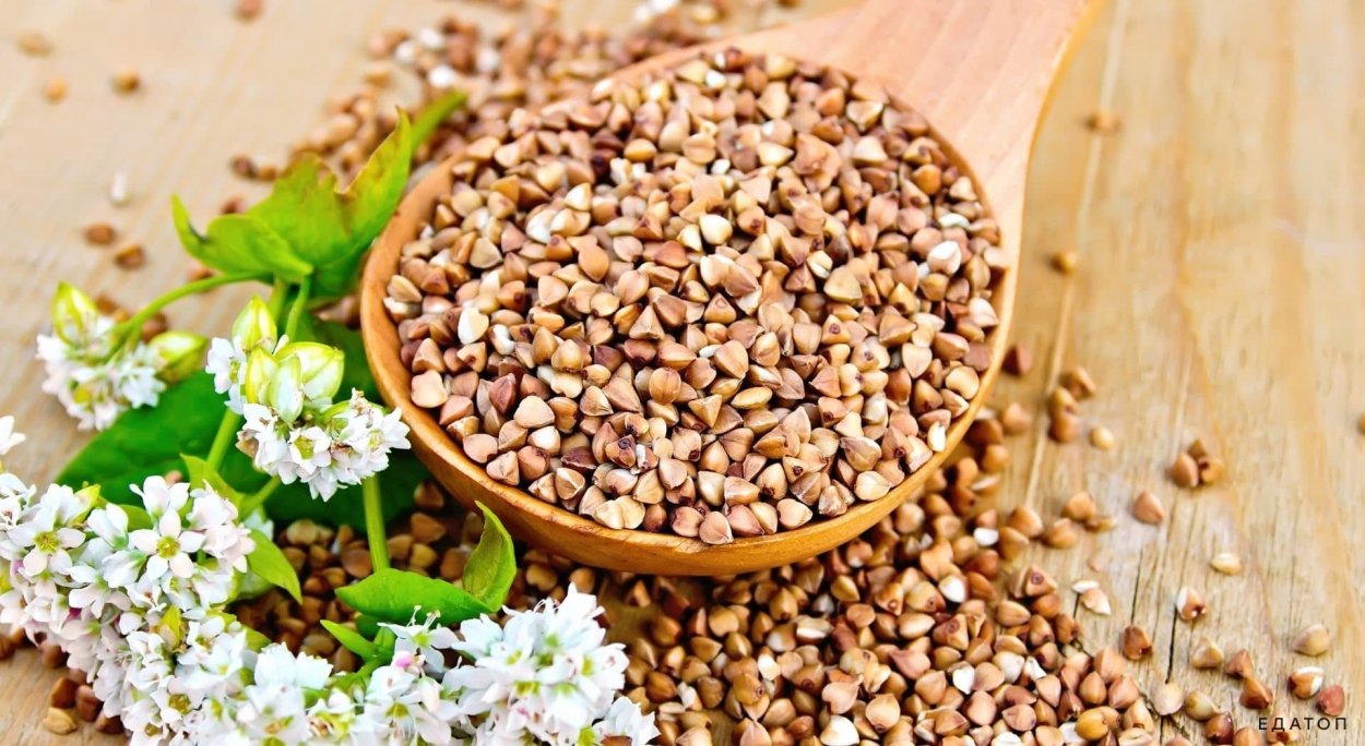 Гречиха цветет