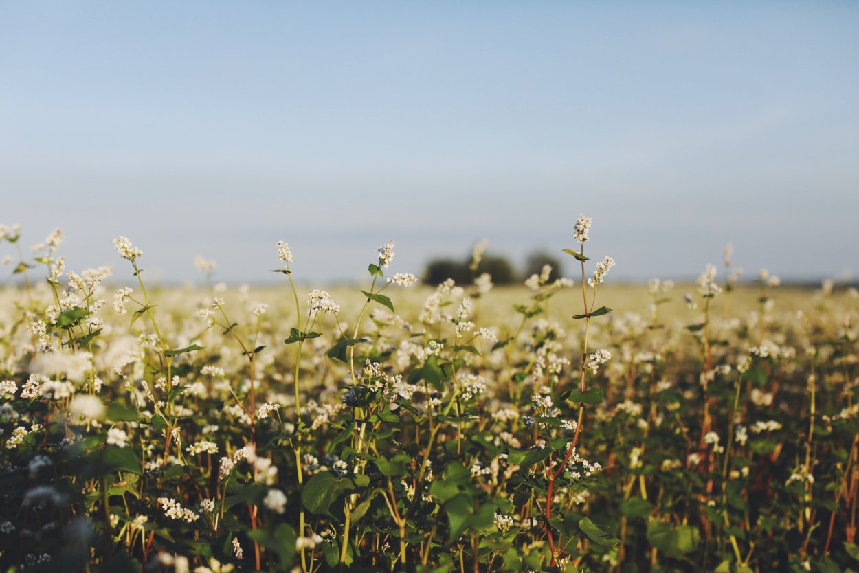 Гречиха с розовыми цветками