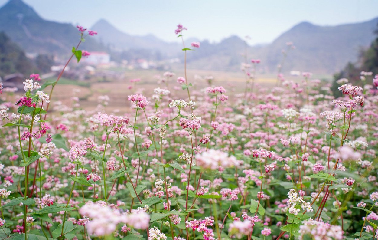 Цветущая гречиха