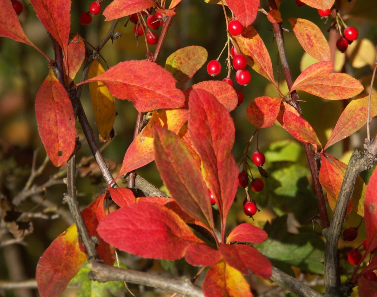 Барбарис красный, 50 г