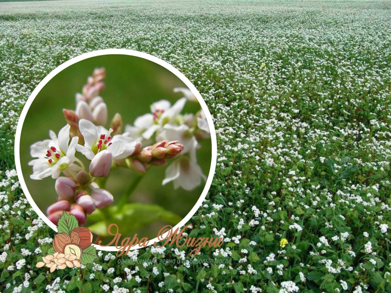 Сердечко из гречки