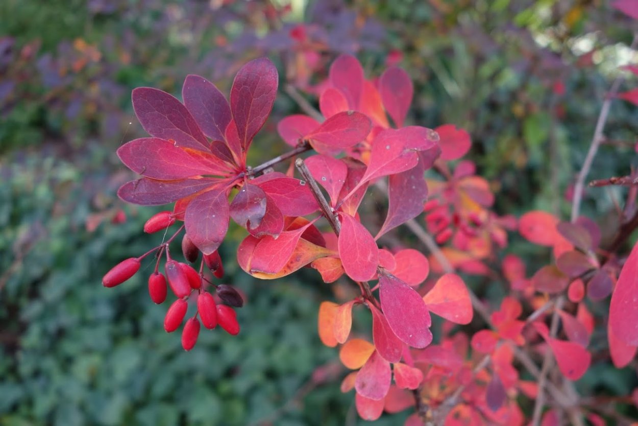Листопадный Барбарис осень