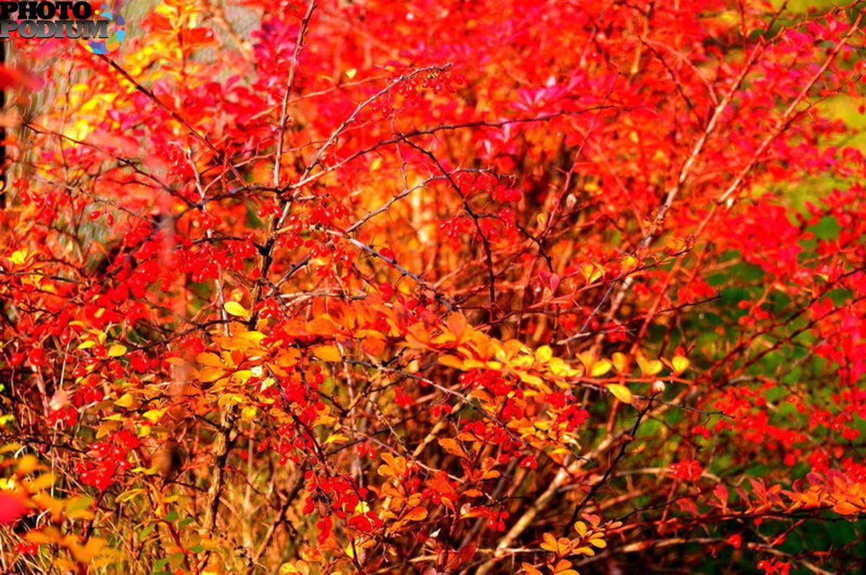 Барбарис Тунберга Атропурпуреа изгородь