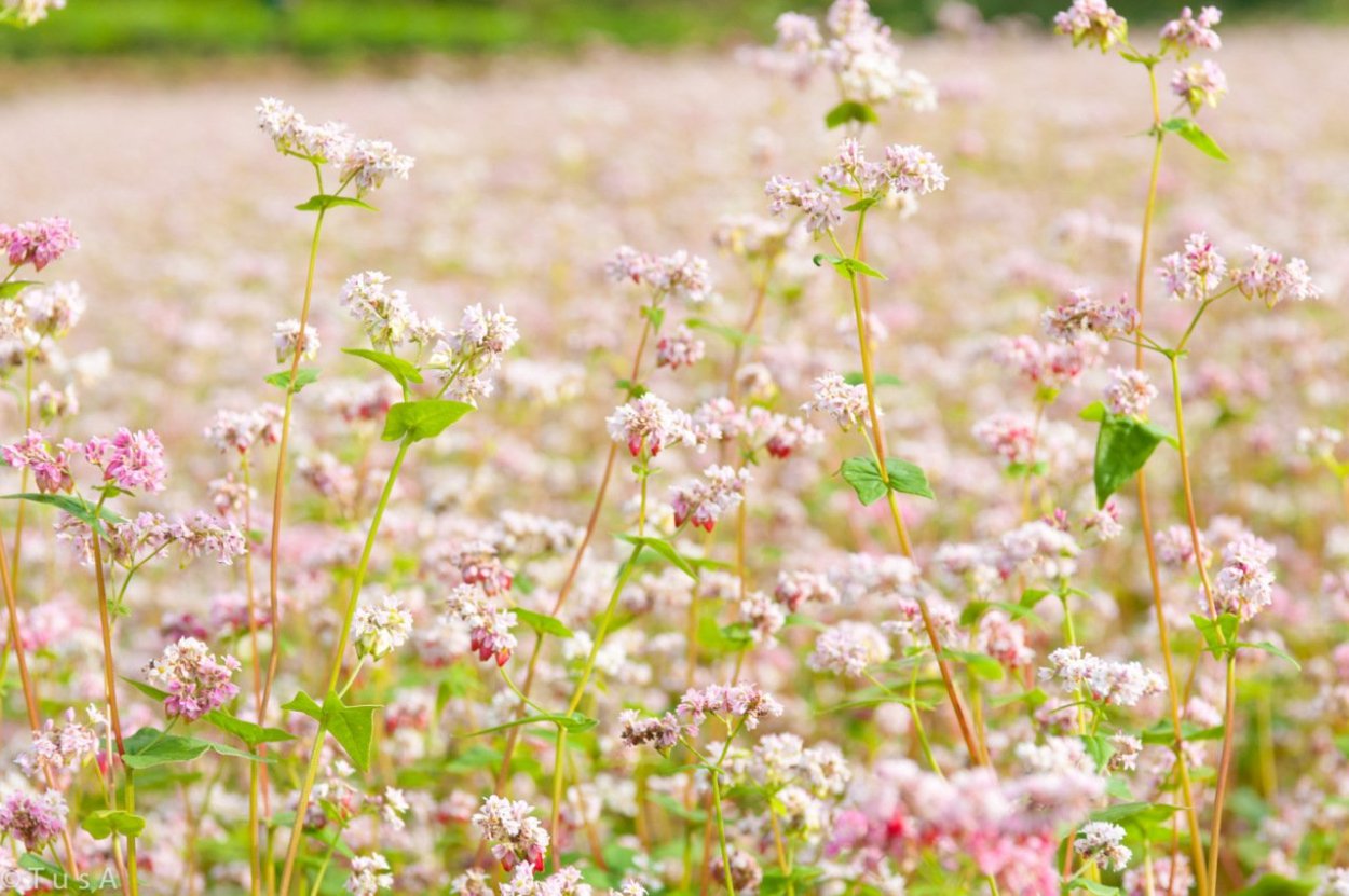 Ветка гречихи