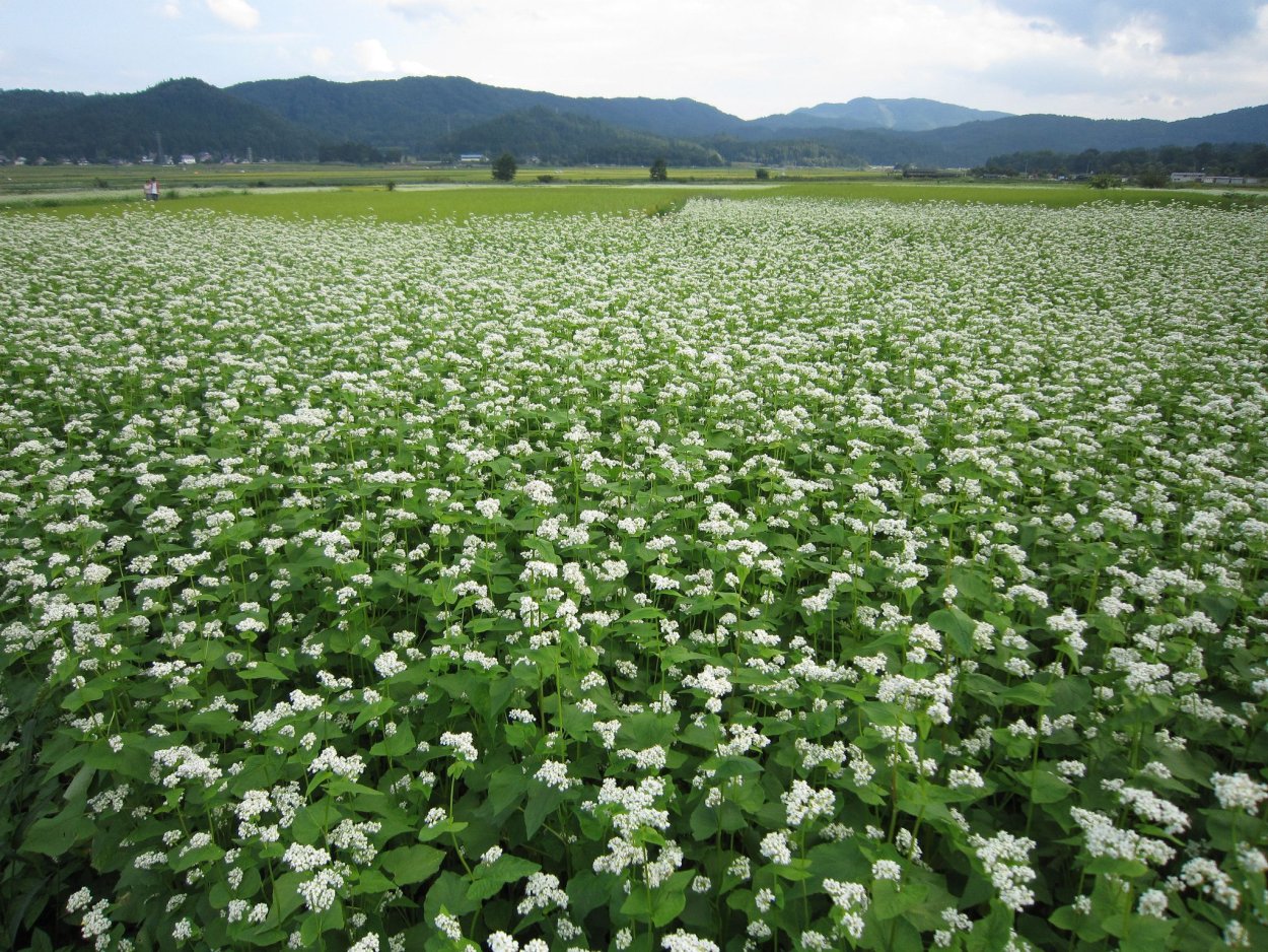 Цветущая гречиха поля Алтая