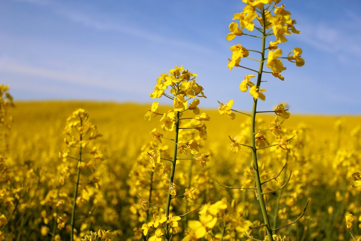 Рапс (Brassica napus var. Oleifera)