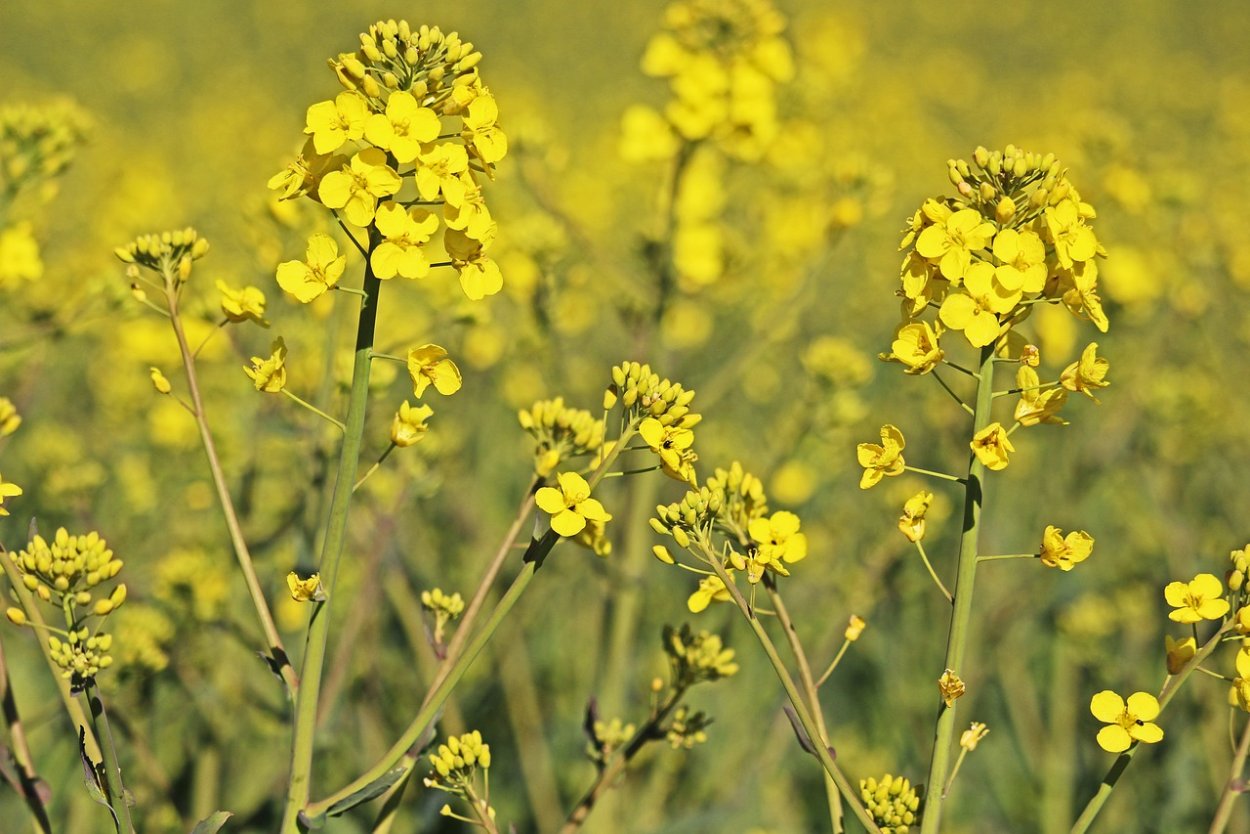 Сурепка пряморогая