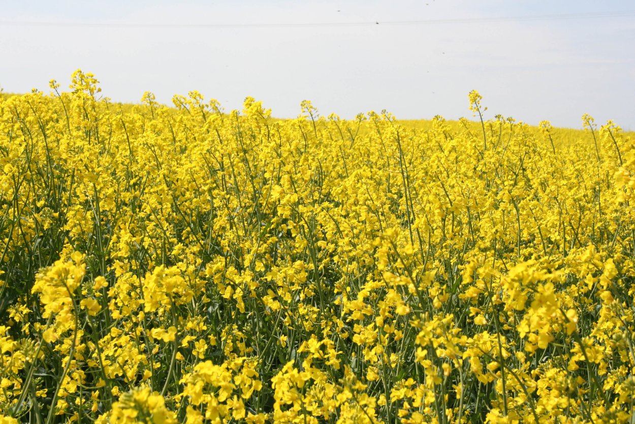 Трансгенный рапс