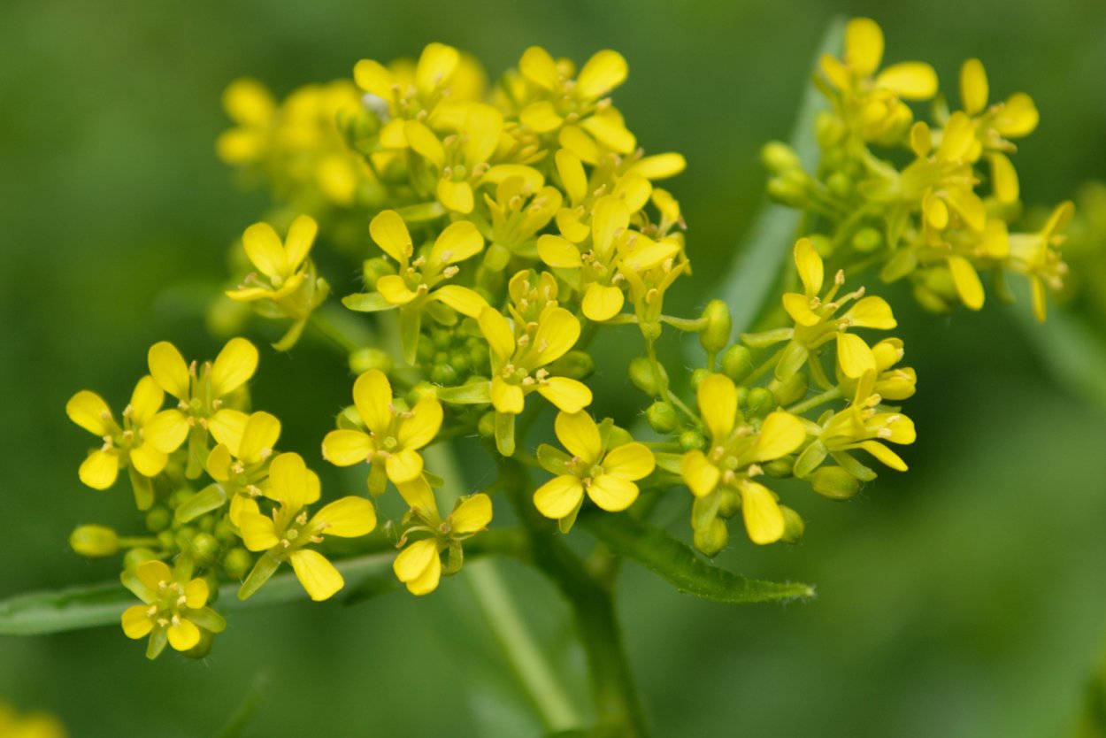 Сурепка рапс желтушник