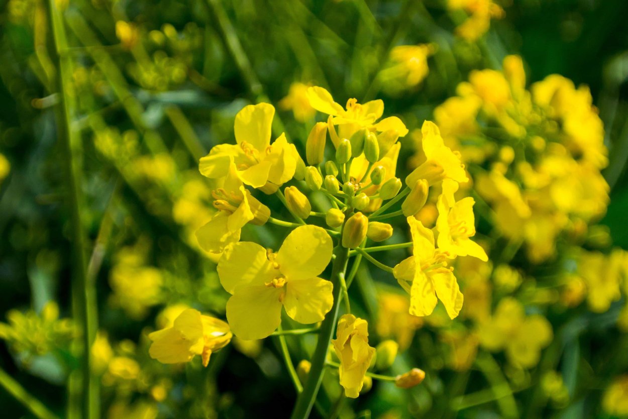 Горчица Полевая сурепка