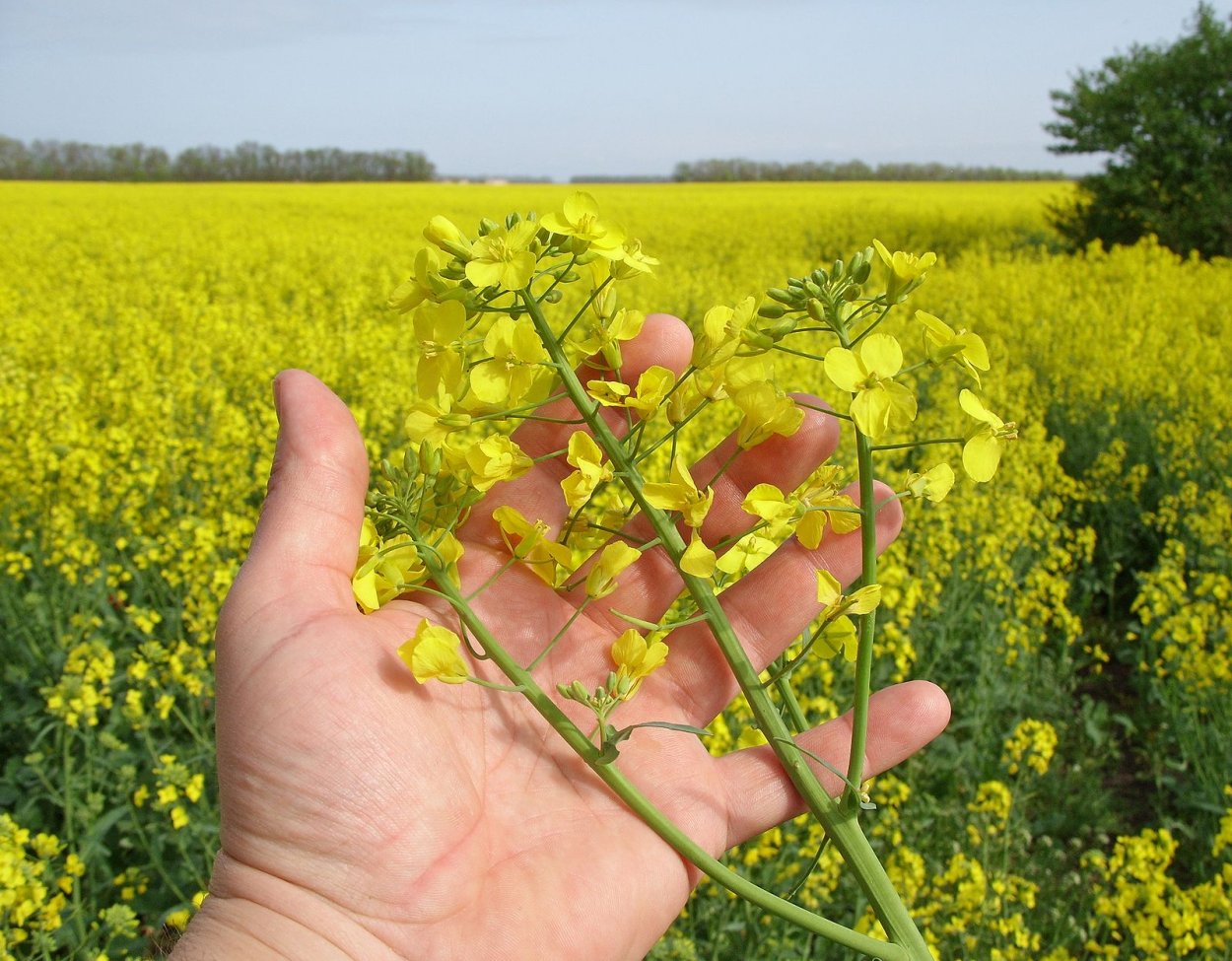 Сурепка обыкновенная поле