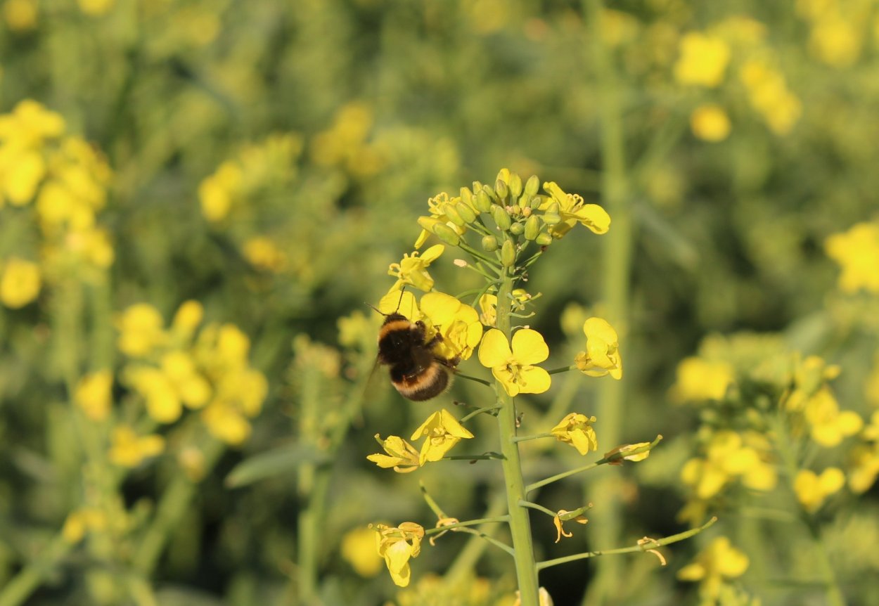 Сурепка обыкновенная (Barbarea vulgaris)