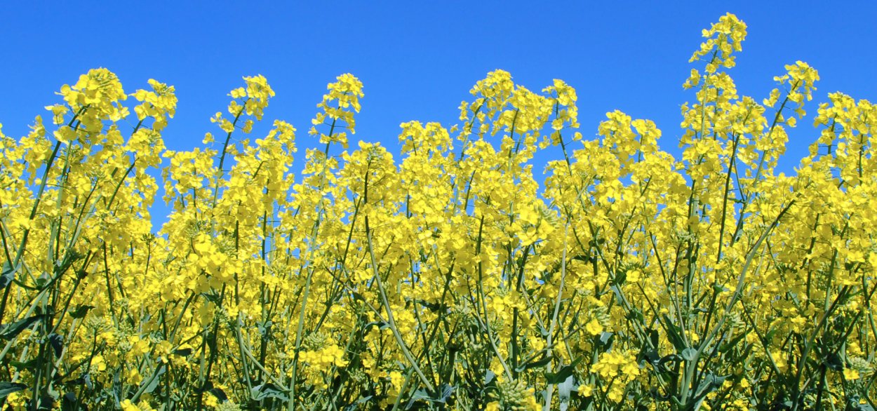 Горчица сарептская листья