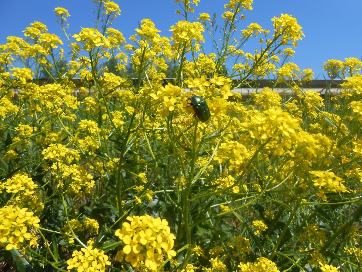 Сурепка Полевая
