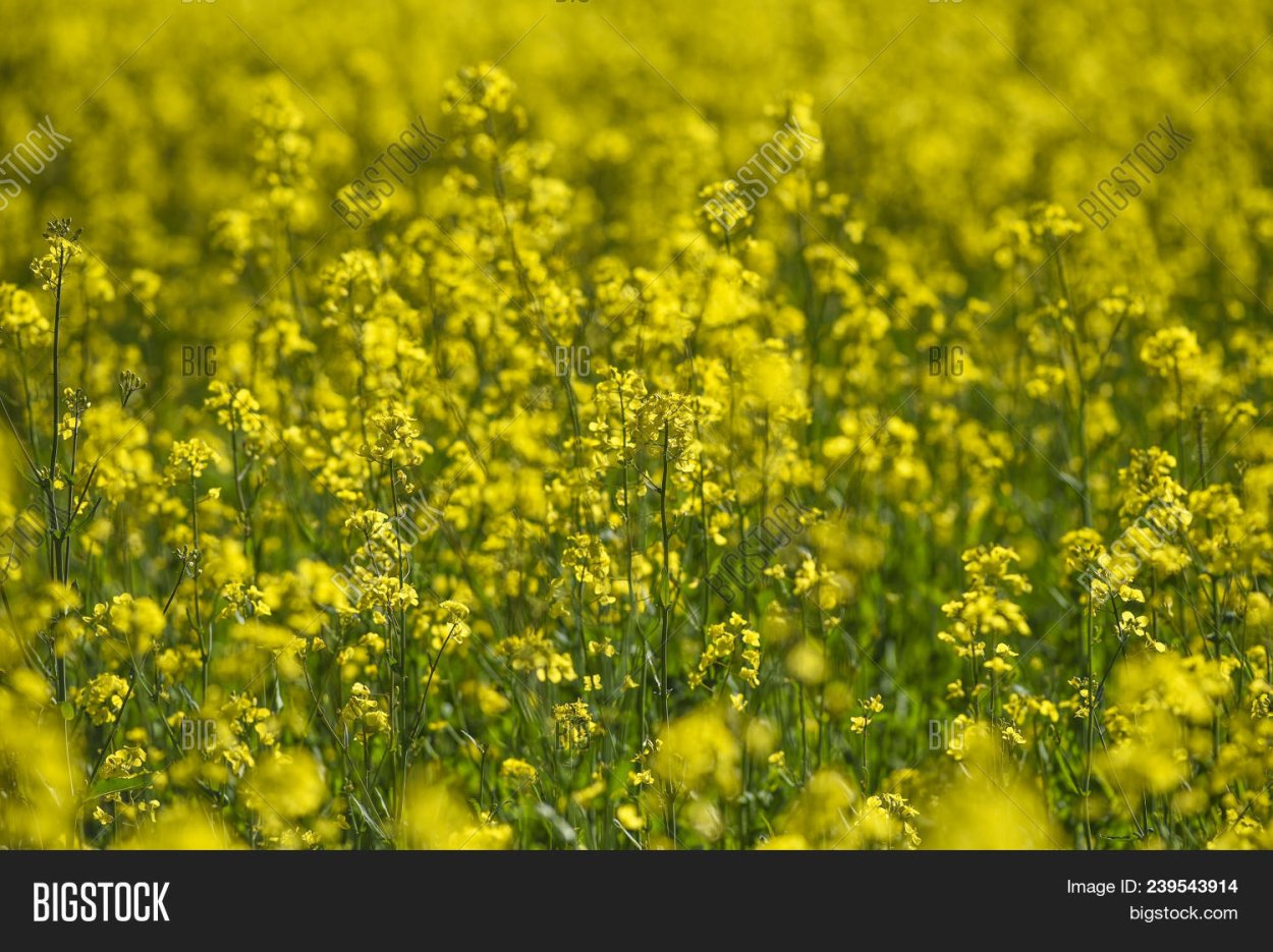 Горчица Полевая сурепка