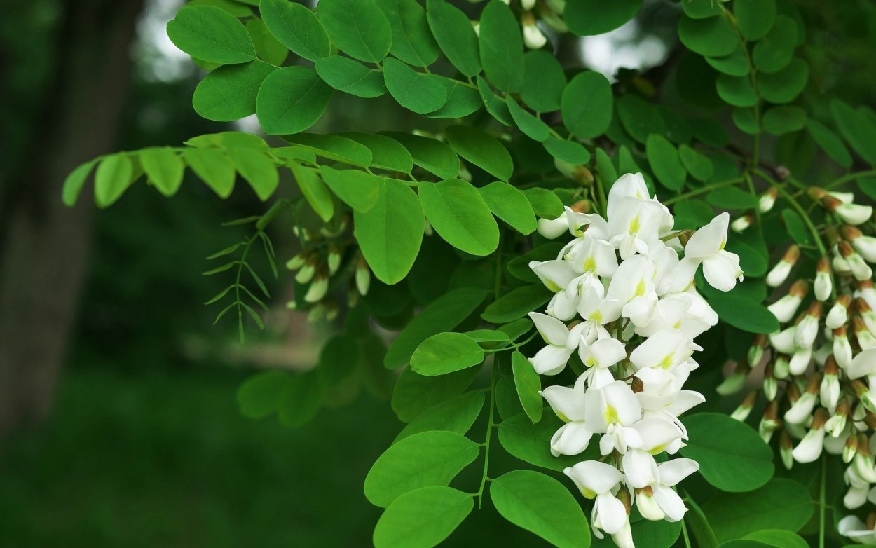 Акация катеху