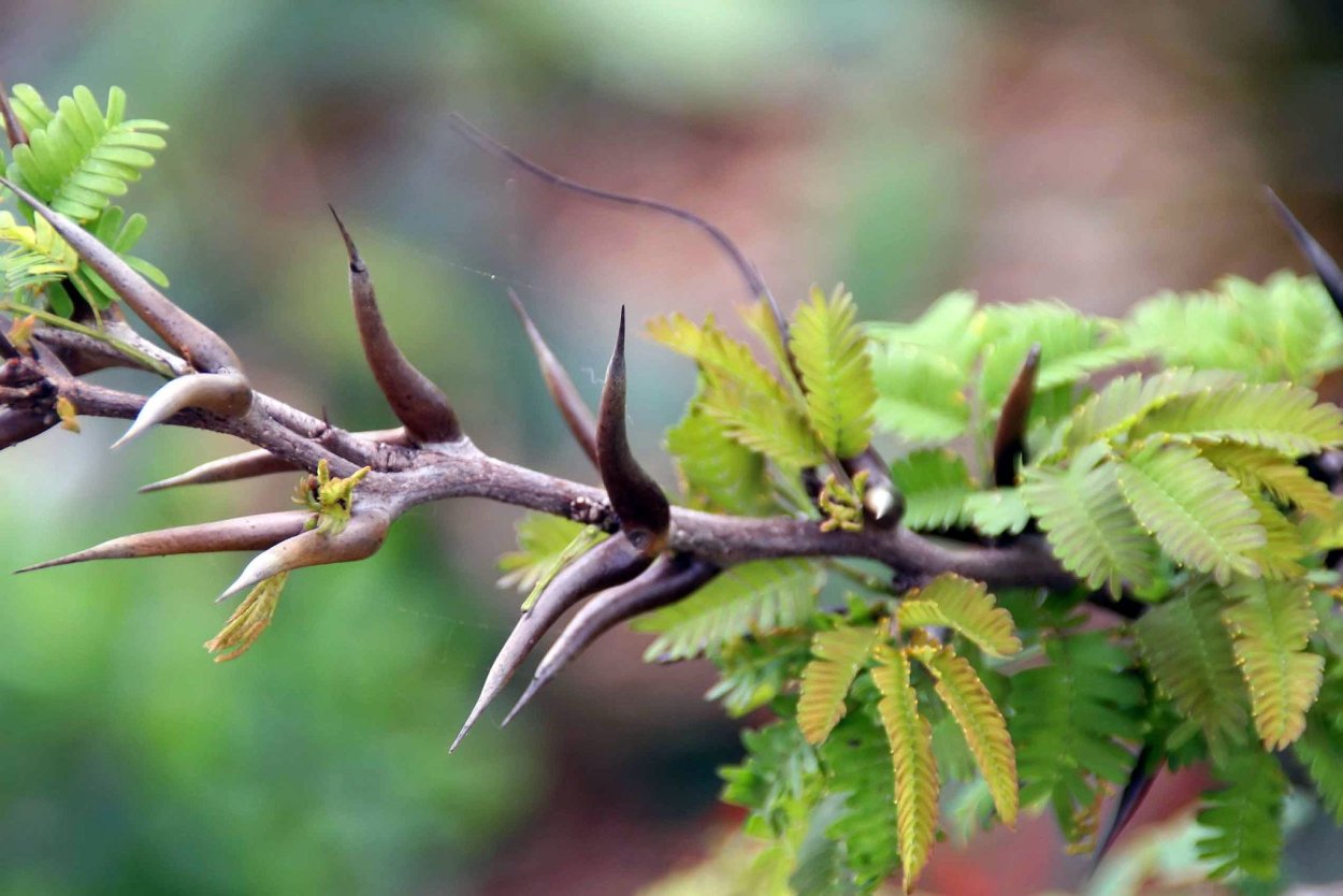 Acacia Ant муравей