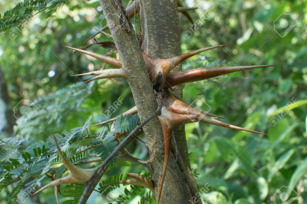 Ленкоранская Акация Ботаническая иллюстрация