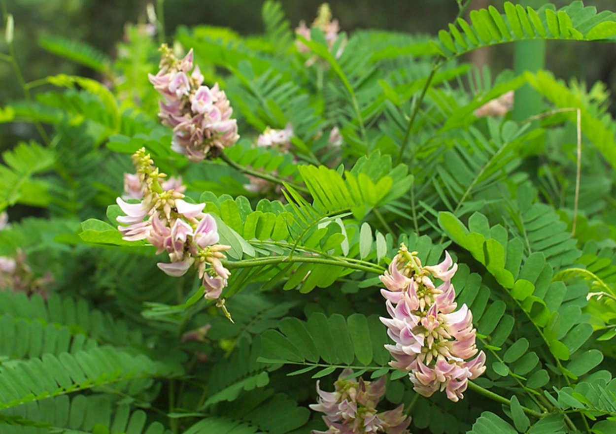 Одесса Цветущая Акация