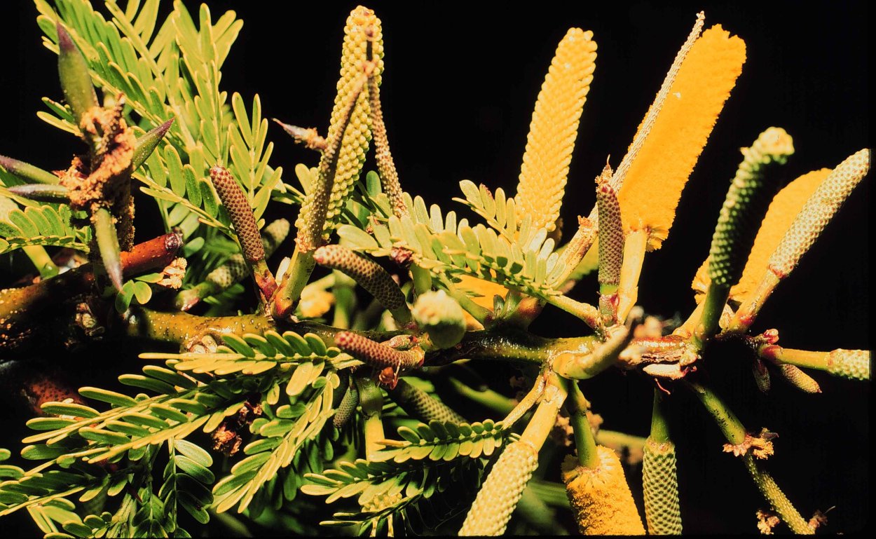 Акация корнигера муравьи