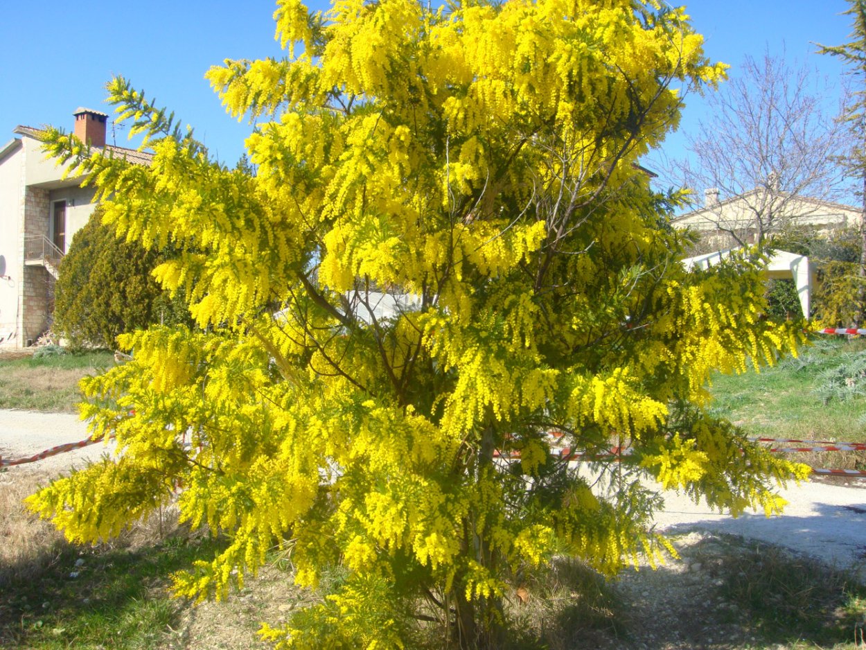 Акация серполопастная