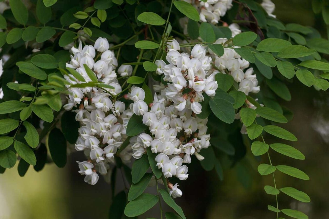 Карагана древовидная Лорберги