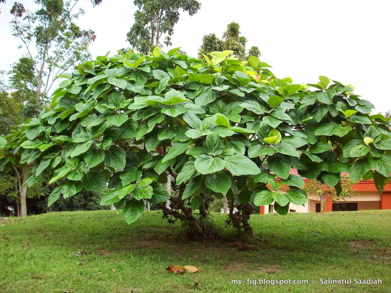 Ficus auriculata (фикус)