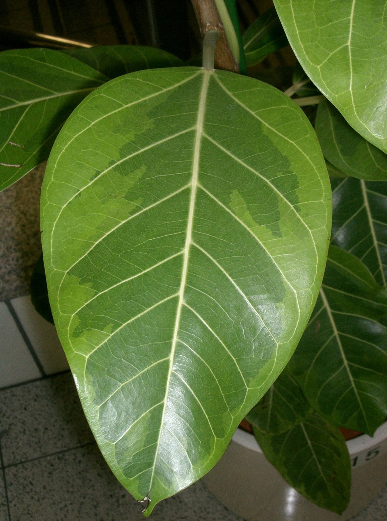 Замиокулькас Leaf texture